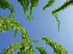Ocotillo - Fouquieria splendens