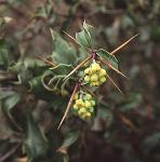 : - Berberis chilensis