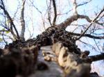 Glattblättriger Zürgelbaum - Celtis laevigata