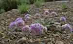 : - Cistanthe monosperma