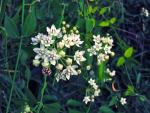 : - Funastrum clausum