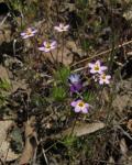 : - Linanthus bicolor