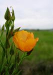 :-Linum berlandieri