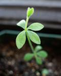 : - Linum thunbergii