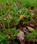 : - Acmispon wrangelianus