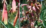 Waldagave - Beschorneria yuccoides