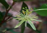 Gelbe Passionsblume - Passiflora lutea