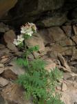 : - Phacelia distans