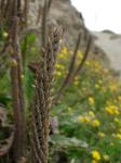 Strand-Wegerich - Plantago maritima