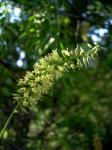 Honig-Mesquite - Prosopis glandulosa