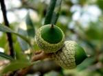 : - Quercus fusiformis