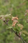 Japan-Felsenbirne - Amelanchier asiatica