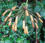 : - Bomarea multiflora