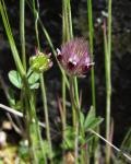 : - Trifolium albopurpureum