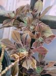 Aeonium ×mascaense - Aeonium mascaense