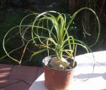 Elefantenfuß - Beaucarnea recurvata