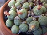 : - Conophytum joubertii