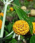 Kugelblütiger Sommerflieder-Buddleja globosa