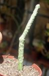 : - Cynanchum macrolobum
