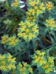 Gelbdoldige Wolfsmilch - Euphorbia flavicoma