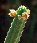 : - Echidnopsis cereiformis