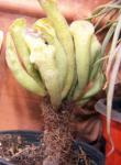 : - Adromischus cristatus