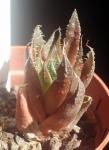 : - Aloe aristata