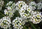 Strand-Silberkraut - Lobularia maritima