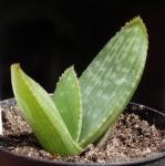 : - Aloe buhrii