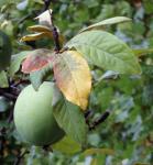 Großfrüchtige Zierquitte - Chaenomeles cathayensis