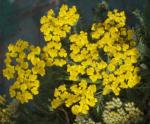 Gelbe Schafgarbe - Achillea tomentosa