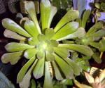 Aeonium arboreum subsp. holochrysum - Aeonium arboreum var. holochrysum