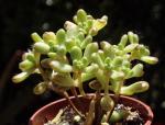 : - Aeonium sedifolium