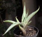 : - Agave difformis