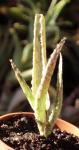 : - Aloe bellatula