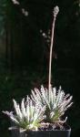 :-Aloe haworthioides