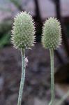 : - Anemone baicalensis