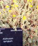Gedrehtes Aichryson - Aichryson tortuosum