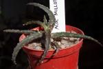 : - Aloe millotii