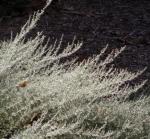 Blaugrüner Beifuss - Artemisia caerulescens