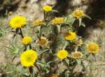 : - Asteriscus spinosus