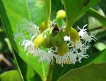 : - Cassipourea guianensis