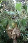 : - Brahea dulcis