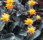 Gelb blühende Calathea - Calathea crocata