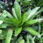 : - Canistrum cyathiforme