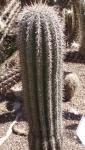 Riesenkaktus - Carnegiea gigantea