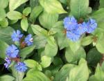Zwerg-Bleiwurz - Ceratostigma plumbaginoides