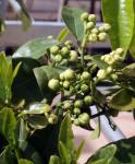 Echte Limette - Citrus aurantiifolia