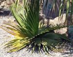 : - Copernicia macroglossa