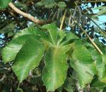 : - Cecropia insignis